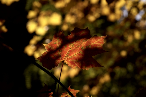 Autumn HVAC